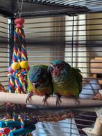 Jonge Pyrrhura Emma halftam, Dieren en Toebehoren, Vogels | Parkieten en Papegaaien, Meerdere dieren, Papegaai, Geringd