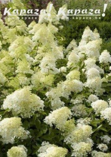Hydrangea in soorten beschikbaar voor biedingen