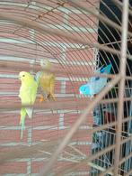 Vogels, Dieren en Toebehoren, Parkiet