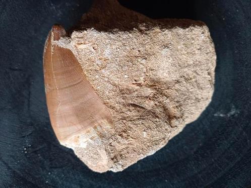 Grande dent de mosasaure sur matrice naturelle - dinosaure, Collections, Minéraux & Fossiles, Fossile, Enlèvement ou Envoi