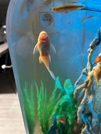 2 ruitenkuisers, Dieren en Toebehoren, Vissen | Aquariumvissen