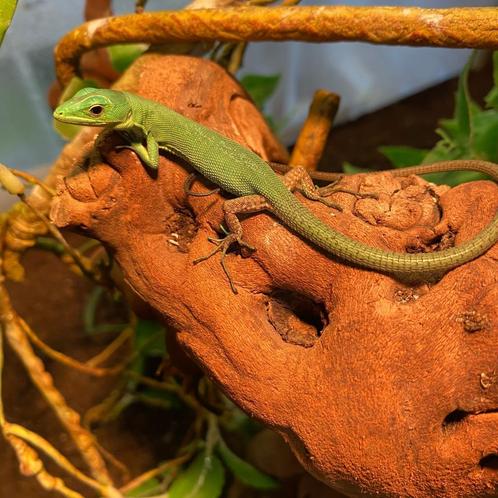 Green Keel Bellied Lizard (Gastropholis prasina), Dieren en Toebehoren, Reptielen en Amfibieën, Hagedis