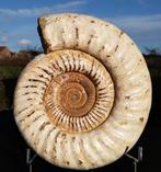 Ammonieten Madagaskar, Ophalen of Verzenden, Fossiel