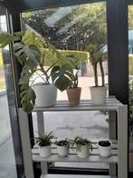 Kamerplanten /opuntia/crassula/haworthia/monstera...., Ophalen, In pot