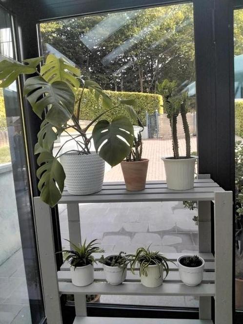 Kamerplanten /opuntia/crassula/haworthia/monstera...., Huis en Inrichting, Kamerplanten, In pot, Ophalen