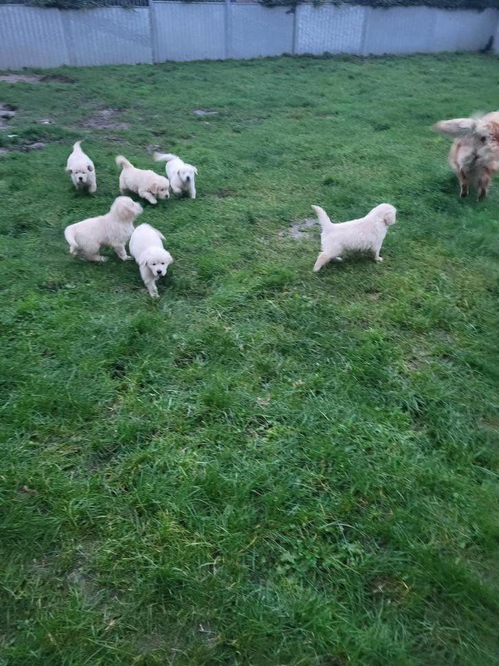 Golden retriever pups, Dieren en Toebehoren, Honden | Retrievers, Spaniëls en Waterhonden, Meerdere dieren, Golden retriever, Fokker | Hobbymatig