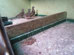 Drie vredes duifjes, Animaux & Accessoires, Oiseaux | Pigeons