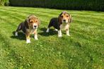 beagle pups, Dieren en Toebehoren, België, Beagle, CDV (hondenziekte), 8 tot 15 weken