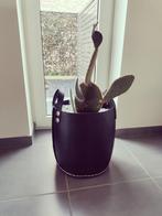 Cactus - Opuntia Microdasys in zwart mand, Ophalen, Cactus, In pot, Minder dan 100 cm