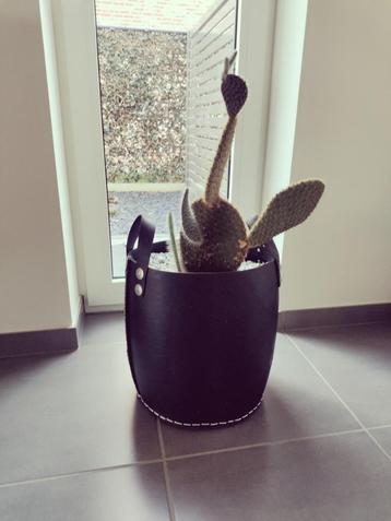 Cactus - Opuntia Microdasys in zwart mand beschikbaar voor biedingen