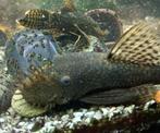 Mooie ancistrussen zwart. Jongen en volwassen, Dieren en Toebehoren, Vissen | Aquariumvissen, Vis, Zoetwatervis