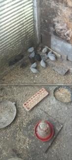 Cailles de Chine, Dieren en Toebehoren, Ophalen