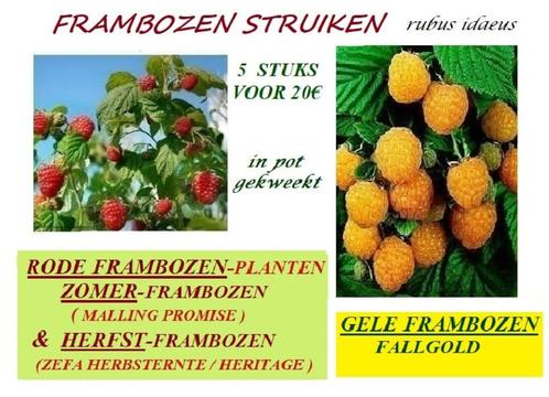 RODE EN GELE FRAMBOZEN PLANTEN Bewezen Massale opbrengst! 5€, Jardin & Terrasse, Plantes | Jardin, Plante fixe, Plantes fruitières