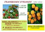 RODE EN GELE FRAMBOZEN PLANTEN Bewezen Massale opbrengst! 5€, Tuin en Terras, Planten | Tuinplanten, Vaste plant, Fruitplanten