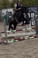 Leermeester recreatiepaard, 165 à 170 cm, Cheval de récréation, Jument, 11 ans ou plus