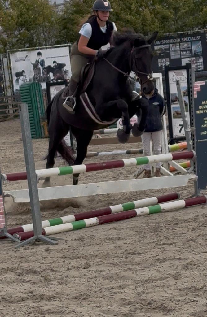 Leermeester recreatiepaard, Animaux & Accessoires, Chevaux, Jument, 165 à 170 cm, 11 ans ou plus, Cheval de récréation, Avec puce électronique