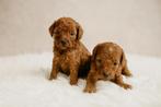 Prachtige dwerg x toy poedel pups (donker abrikoos), Dieren en Toebehoren, Poedel, België, CDV (hondenziekte), 8 tot 15 weken