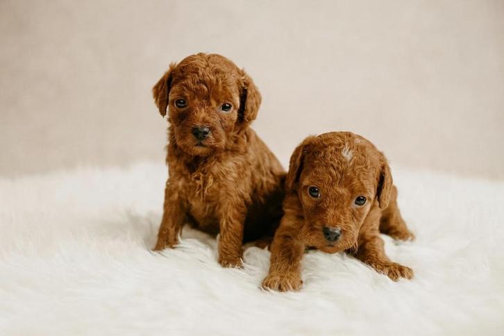 Prachtige dwerg x toy poedel pups (donker abrikoos), Dieren en Toebehoren, Honden | Chihuahua's en Gezelschapshonden, Meerdere dieren