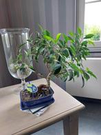 Bonsai plant, Ophalen