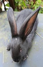 Duitse reus voedster, Dieren en Toebehoren, Klein