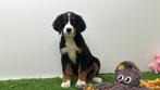 Berner Sennen pups, België, CDV (hondenziekte), Meerdere, Meerdere dieren