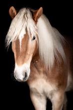 Haflinger ruin 4,5 jaar, Dieren en Toebehoren, Ruin, Minder dan 160 cm, Gechipt, 3 tot 6 jaar