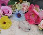 Mooie raszuivere russische dwerghamsters, Meerdere dieren, Hamster, Tam