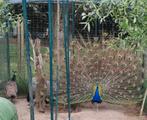 VERKOCHT!!! Broedeieren blauwe pauw, Dieren en Toebehoren, Pluimvee, Geslacht onbekend, Overige soorten