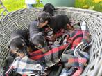 Schattige Dwerg Pincher Pups, Dieren en Toebehoren, België, Overige rassen, CDV (hondenziekte), 8 tot 15 weken