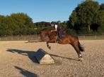 5 jarig springpaard, Dieren en Toebehoren, Paarden, Springpaard