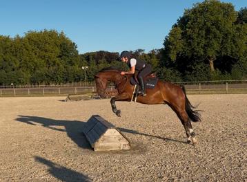 5 jarig springpaard - ruin, Cheval de saut