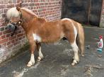 Mooi minnipaardje, Hengst, 7 tot 10 jaar, A pony (tot 1.17m)