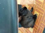 2 vlaamse reuzen, Dieren en Toebehoren