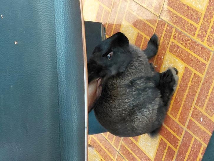 2 vlaamse reuzen, Dieren en Toebehoren, Konijnen