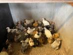 Prachtige jonge cochin kriel hennen, Meerdere dieren, Kip