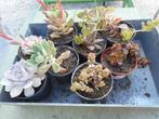 planten, Tuin en Terras, Planten | Tuinplanten, Overige soorten, Volle zon, Vaste plant, Ophalen of Verzenden