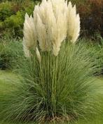 Pampasgras, Tuin en Terras, Ophalen, Vaste plant, Siergrassen