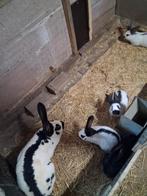 Jonge lotharinger konijnen, Dieren en Toebehoren, Konijnen, Meerdere dieren, Groot, 0 tot 2 jaar