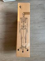 Medisch skelet - Super Skeleton Sam 3b, Hobby & Loisirs créatifs, Matériel scolaire, Langue et Étude, Enlèvement ou Envoi, Neuf
