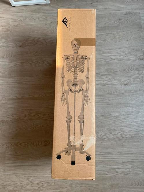 Medisch skelet - Super Skeleton Sam 3b, Hobby & Loisirs créatifs, Matériel scolaire, Neuf, Langue et Étude, Enlèvement ou Envoi