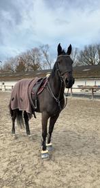 Knappe fokmerrie/ recreatie paard, Dieren en Toebehoren, Paarden, Merrie, Gechipt, Niet van toepassing, 170 tot 175 cm