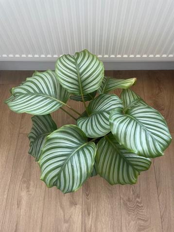 Calathea orbifolia (zonder dekpot) beschikbaar voor biedingen