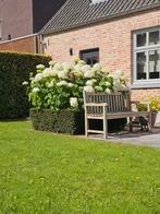 hortensia's en beukenhaag, Jardin & Terrasse, Plantes | Arbustes & Haies, Enlèvement ou Envoi, Haie de hêtre