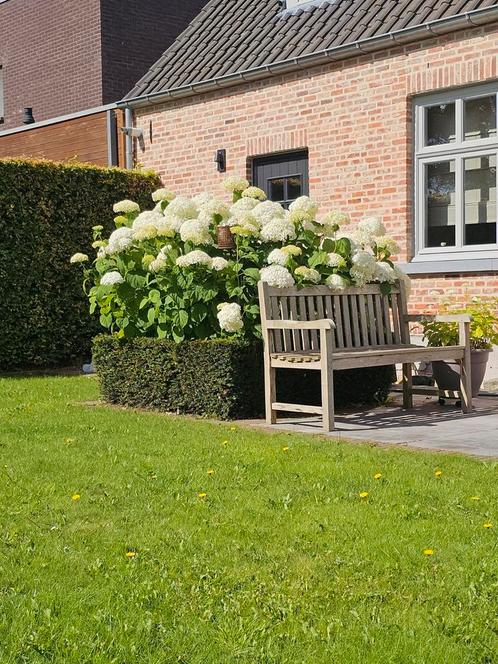 hortensia's en beukenhaag, Jardin & Terrasse, Plantes | Arbustes & Haies, Haie, Haie de hêtre, Enlèvement ou Envoi