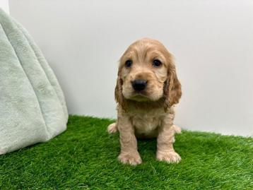 Portée de chiots Cocker Spaniel anglais