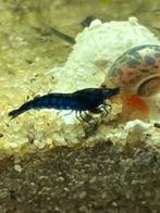 Neocaridina Davidi sp. Blue Sapphire, Dieren en Toebehoren, Vissen | Aquariumvissen, Kreeft, Krab of Garnaal, Zoetwatervis