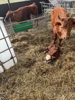 Dexter koe + kalf, Dieren en Toebehoren, Meerdere dieren, 0 tot 2 jaar