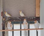 Putters. Bonte. Bruin pastel. Isabelpastel. Satinet  .bruin, Dieren en Toebehoren, Vogels | Overige Vogels