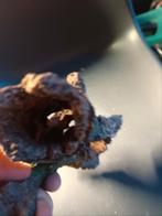 Stukken hout voor een terrarium, Dieren en Toebehoren, Overige Dieren, Januari