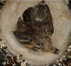 Ik ben op zoek naar een nest baby putter x kanarie bastaard, Dieren en Toebehoren, Vogels | Overige Vogels, Tam